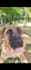 be your dog model and create viral pet ugc video