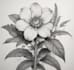 create a realistic botanical drawing