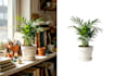 do professional background removal, image cutout ,