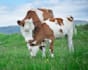 write professional veterinary and pet care articles