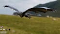 do 3d creature model monster dragon alien dinosaur character for game, animation