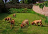 pictalive Yourself , Animate Your Picture