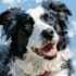 create a cartoon pet portrait from photo