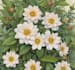 illustrate best botanical illustration