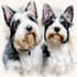 do watercolor pet portrait, dog portrait cat