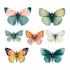 hand paint scientific watercolor animal illustrations