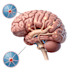 create scientific illustrations and medical figures