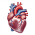 create medical and scientific illustrations