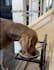 create authentic pet and lifestyle ugc videos