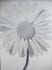 design a custom hand drawn illustration turn your idea into a hand drawn art