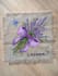 draw beautiful botanical and floral illustrations