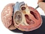 create anatomy, medical, and scientific illustrations