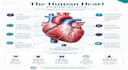 design premium custom infographic, medical infographic and data visualization