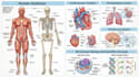 create anatomy, medical, and scientific illustrations