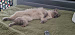 create authentic tiktok and reels ugc with my ragdoll cat