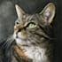 draw watercolor pet portrait