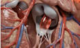 create realistic cinematic 3d anatomy animation and medical explainer video