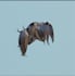 roblox ugc c moo
