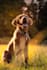 create high quality pet content