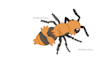 do drawings of animals