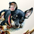make vector illustration dog cat animal pet cartoon portrait