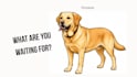 paint your pet as if it were a cartoon