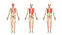 draw detailed medical illustrations