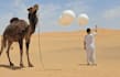 deliver funny happy birthday video with camel
