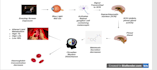 create professional biomedical illustrations and scientific diagrams