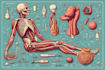 draw detailed medical illustrations