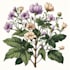 create beautiful botanical illustrations and plant art