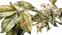 create a realistic botanical drawing