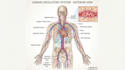draw exercise, medical and anatomy illustrations