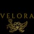 design modern logo social media posts and canva graphics
