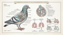 do medical and scientific illustrations