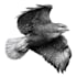 make a black and white pen and ink illustration