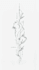 do fineline tattoo design