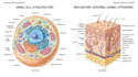 create anatomy, medical, and scientific illustrations