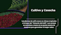 write copy and design professional canva presentations