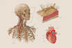 draw detailed medical anatomy illustrations