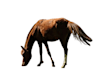 professionally remove background from any image within 24 hours