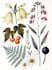 draw fineline botanical delicate flowers