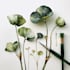 illustrate best botanical illustration