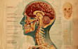 do professional medical illustrations