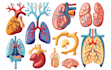 create anatomy, medical, and scientific illustrations