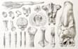 draw professional medical illustrations
