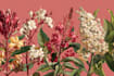 illustrate custom botanical plants flowers illustration