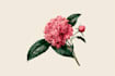do botanical illustration of flower illustration logo