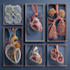 do medical and scientific illustrations