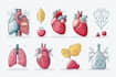 create anatomy, medical, and scientific illustrations